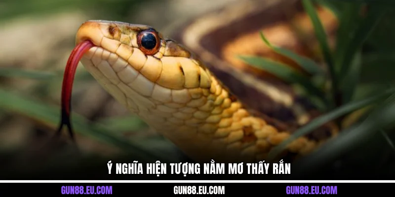 Ý nghĩa hiện tượng nằm mơ thấy rắn